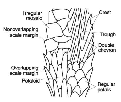 469x398 Comparison Microscopic