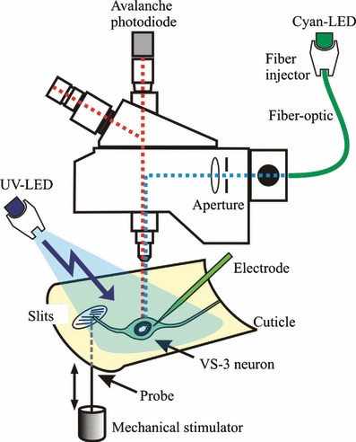 397x492 Experimental Arrangement For Measuring Mechanically Stimulated