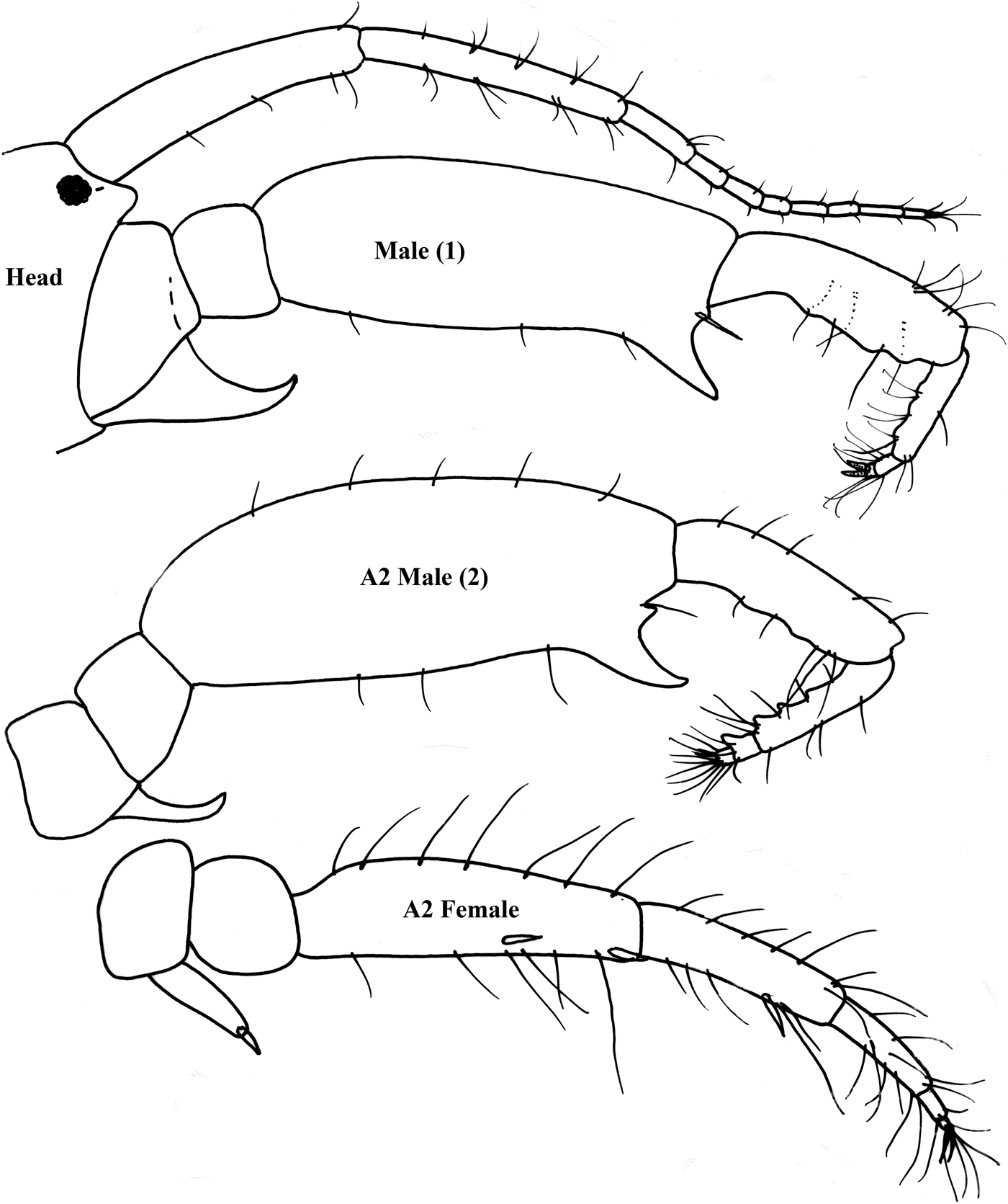 1400x1671 First Record Of The Genus Medicorophium (Amphipoda Corophiidea