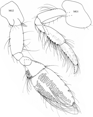 358x450 First Recorded Occurrence Of Cheirocratus Robustus Sars, 1894