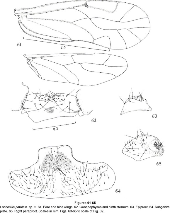 580x727 New South American Lachesilla In The Group Forcepeta (Psocoptera