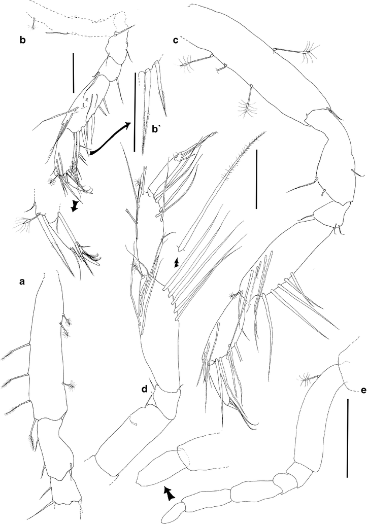 725x1033 A New Genus And New Species Of Desmosomatidae Sars, 1897 (Isopoda