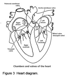 228x270 On The Cutting Edge Cells To Organs