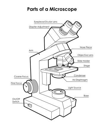 Compound Microscope Drawing at GetDrawings | Free download