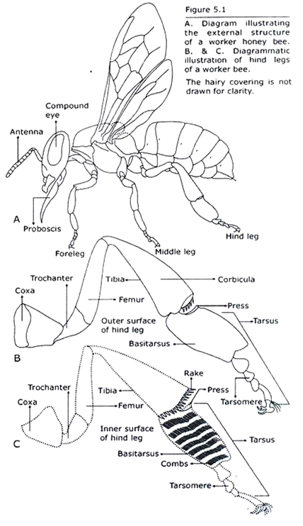 428x742 Study Notes On Melissopalynology Palynology