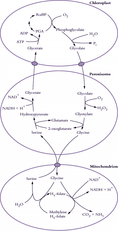 400x781 About The Textbook