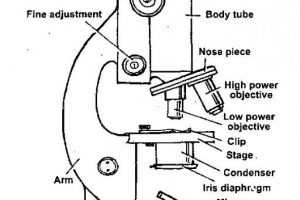 300x200 Caballo Clipart 4 Clipart Station