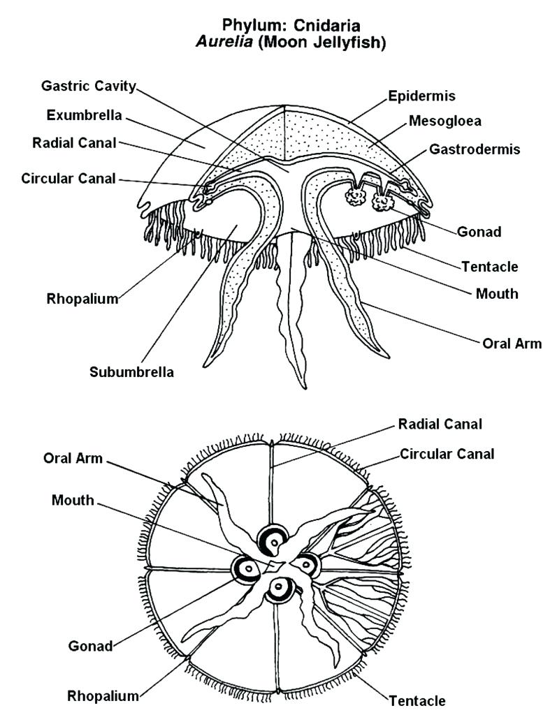 797x1024 Diagram Compound Microscope Diagram