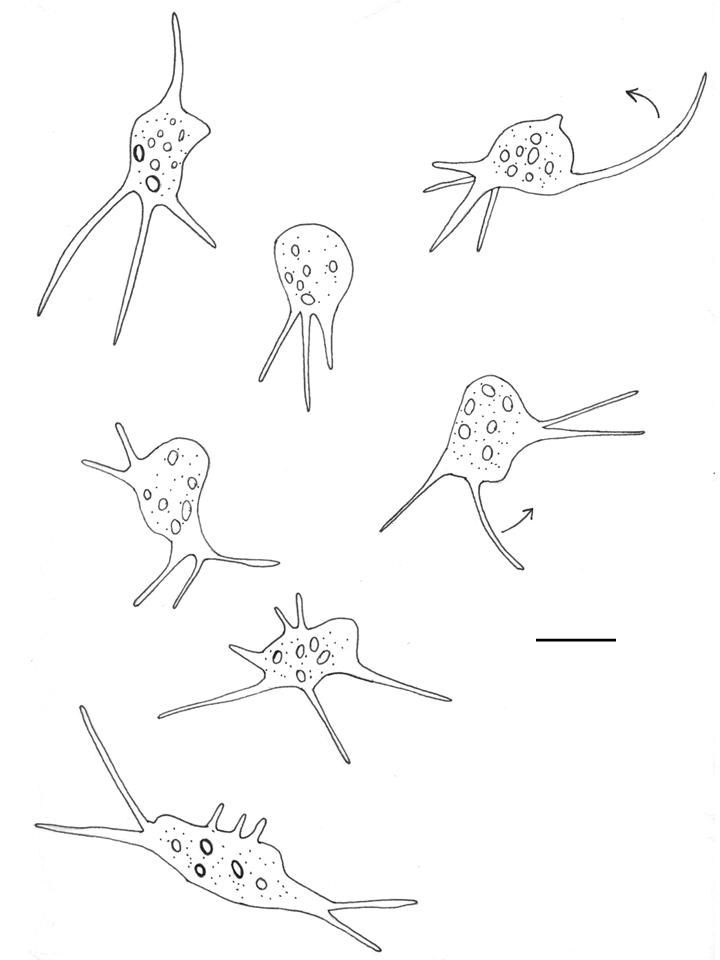 720x960 Cells And Microscopes