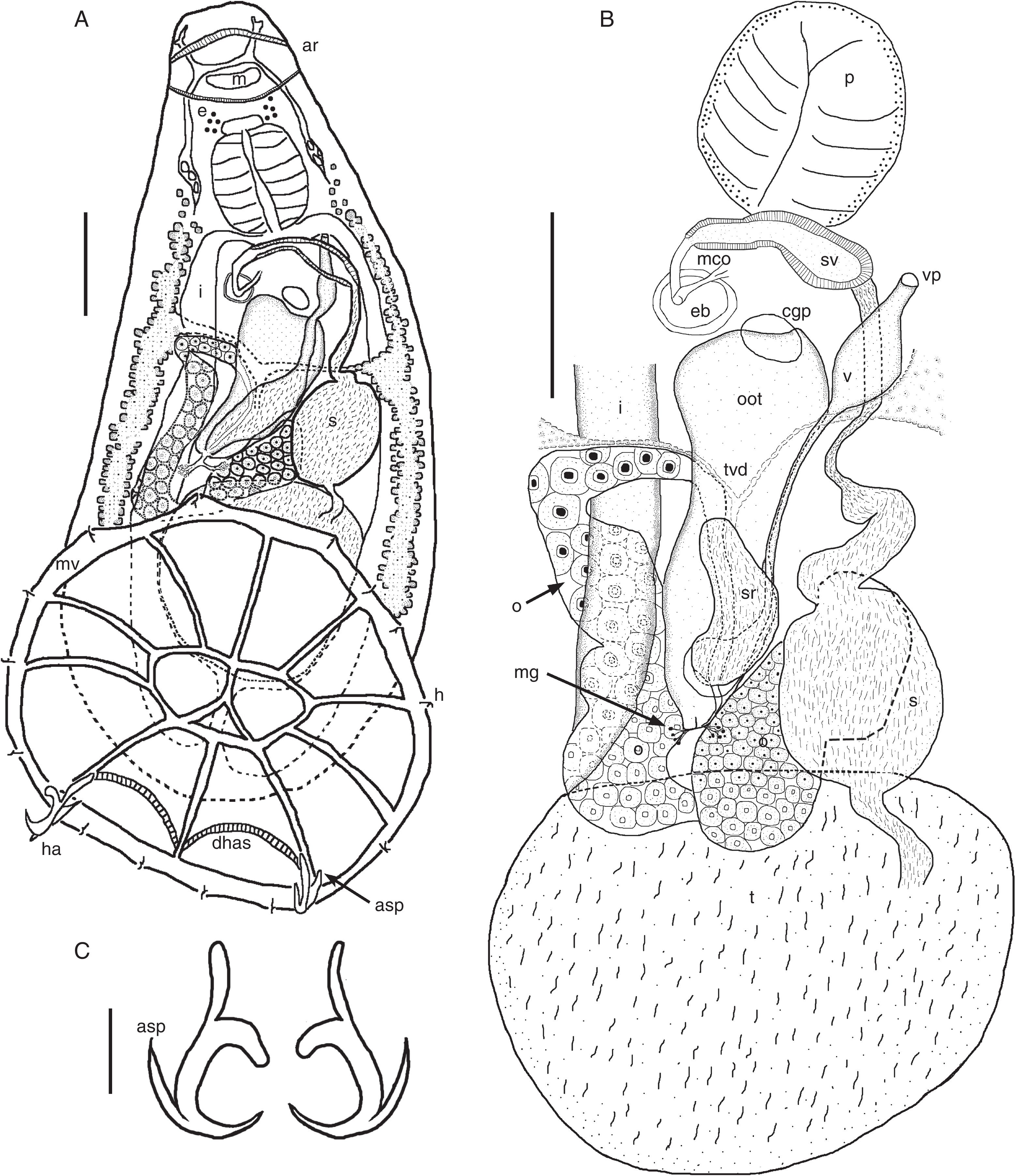 3117x3608 Denarycotyle Gardneri N. Gen., N. Sp. (Monogenea Monocotylidae