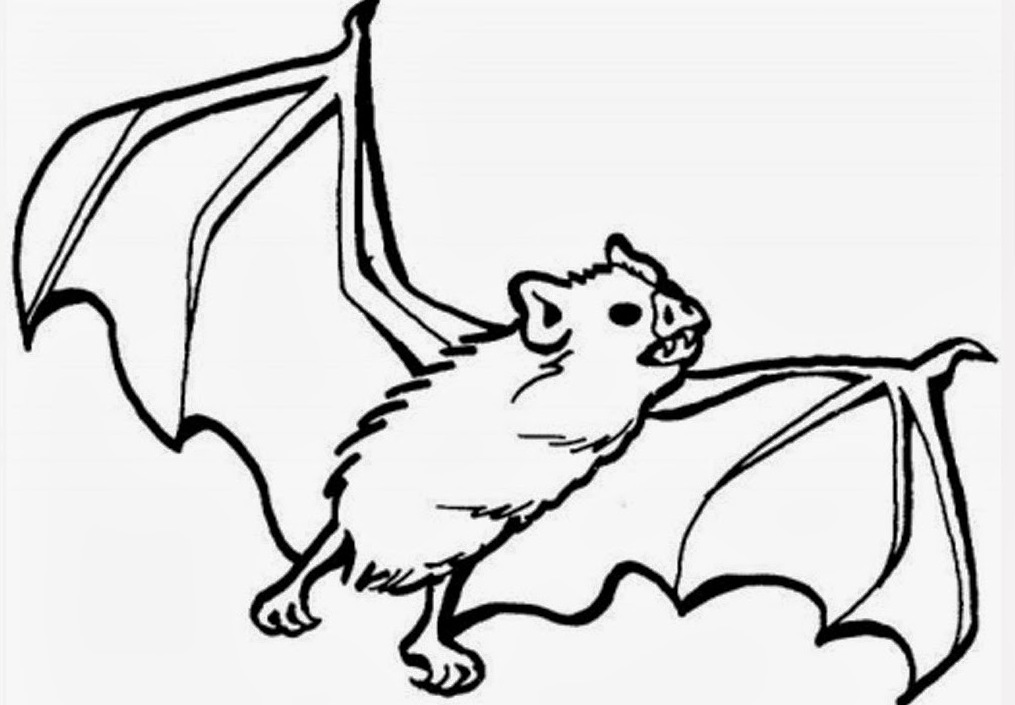 1015x705 Animal Bat Coloring Pages