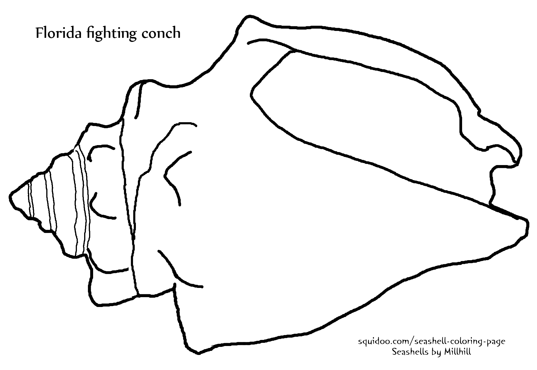 1857x1280 Fighting Conch Seashell Coloring Page Seashells By Millhill