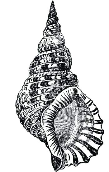 350x550 Sea Shell Coloring Page Fighting Conch Seashell Coloring Page