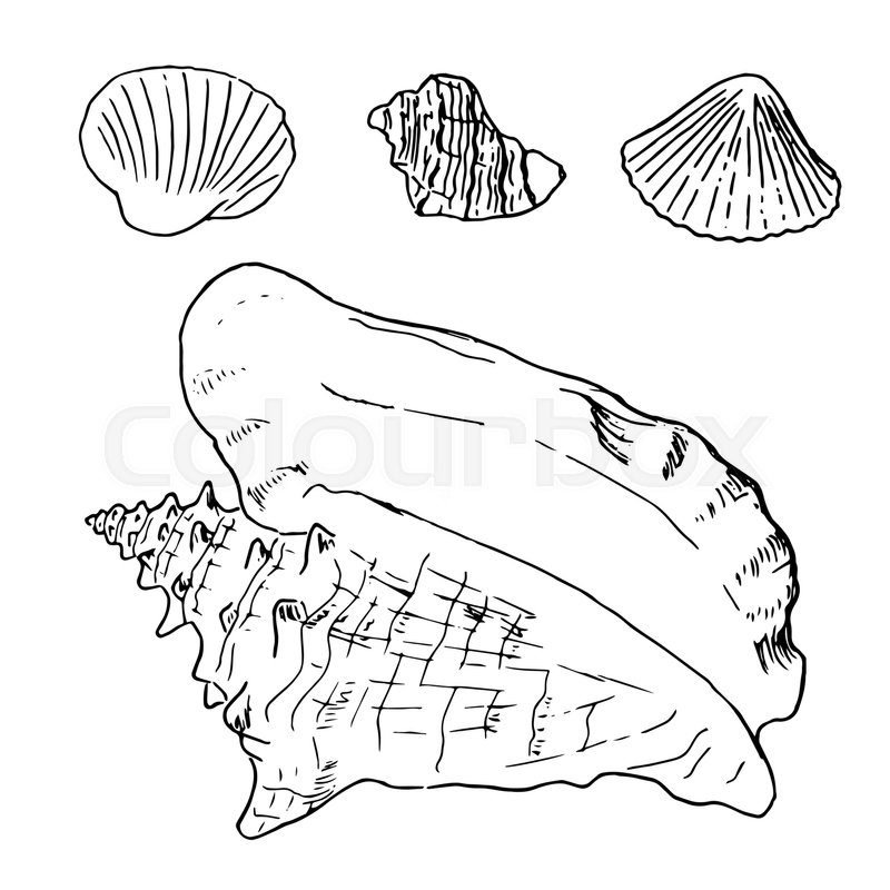 800x800 Set Of Various Beautiful Mollusk Sea Shells, Sketch Illustration