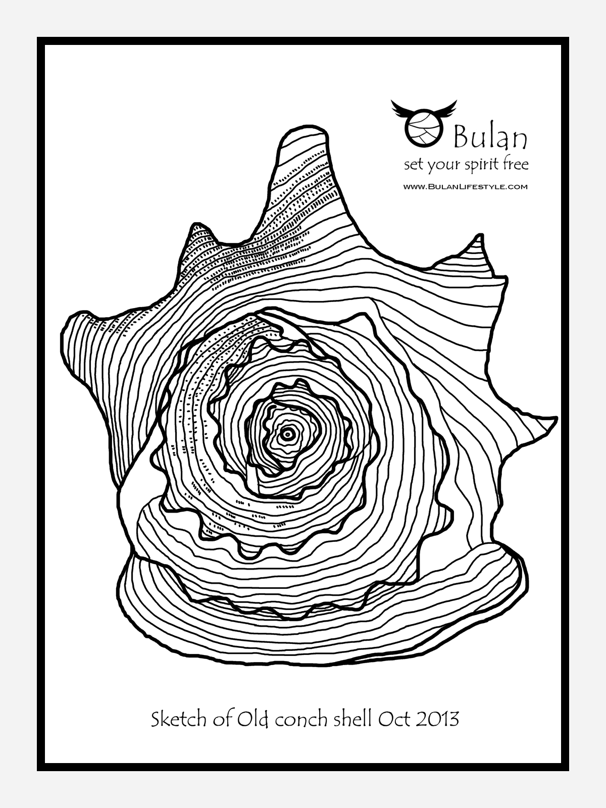 1200x1600 Sketch Of The Day No 166 Old Conch Shell The Crazy Bag Lady