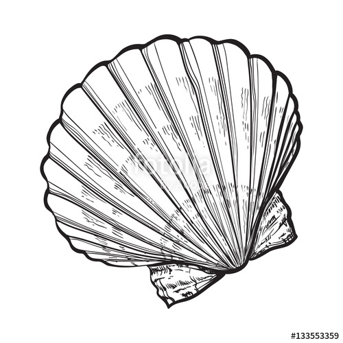 500x500 Scallop Sea Shell, Sketch Style Vector Illustration Isolated