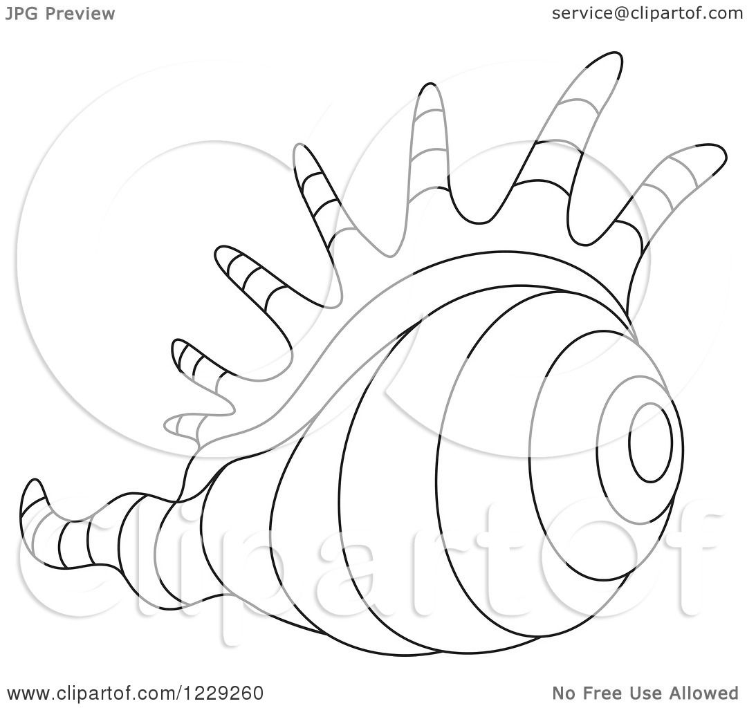 1080x1024 Clipart Of An Outlined Conch Shell