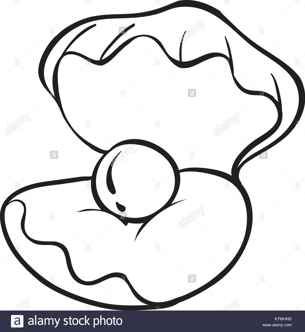 1277x1390 Conch Shell Black And White Stock Photos Amp Images