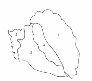 300x263 Conch Shell Quilt