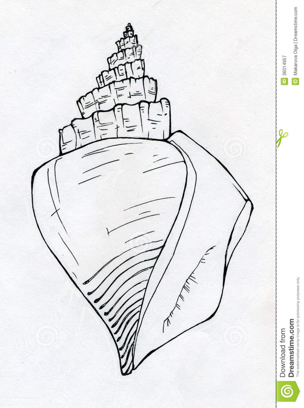 970x1300 Drawn Shell Sketch