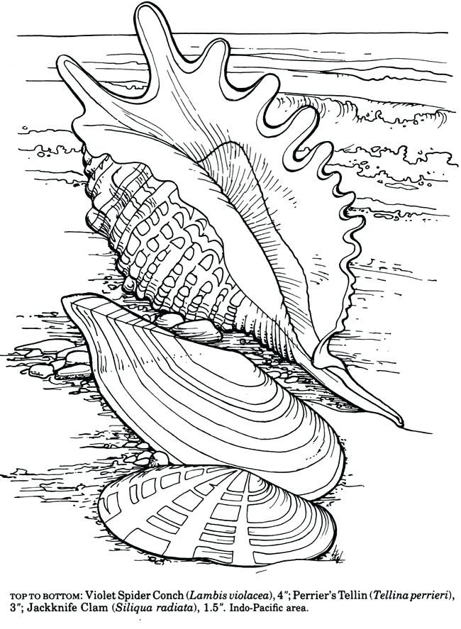 650x887 Sea Shell Coloring Page Decorative Sea Shell Outline Drawing