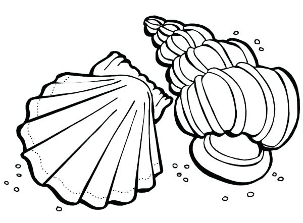 600x442 Sea Shell Coloring Page Fighting Conch Seashell Coloring Page