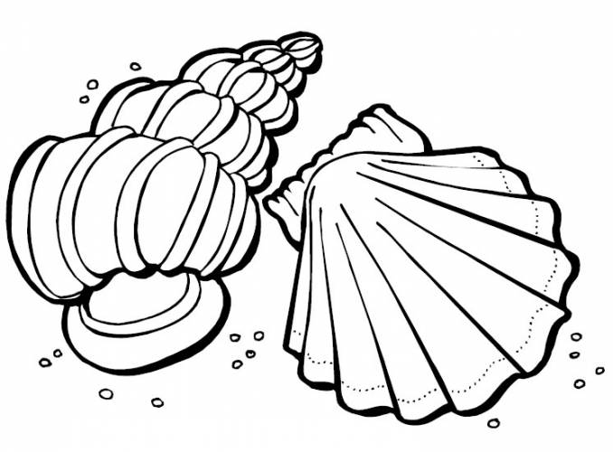 678x500 Sea Shell Coloring Pages