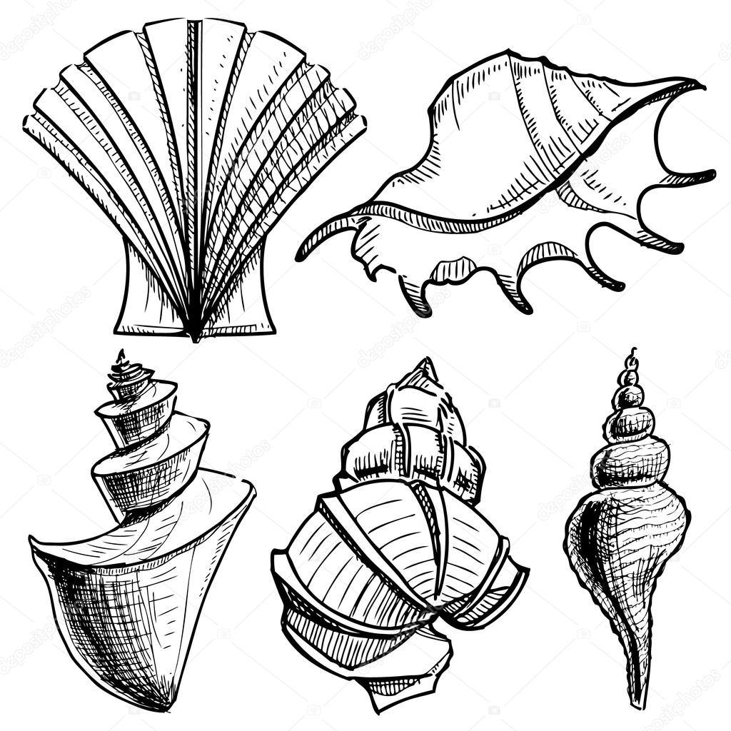 1024x1024 Sea Shells Collection. Hand Drawing Sketch Vector Illustration