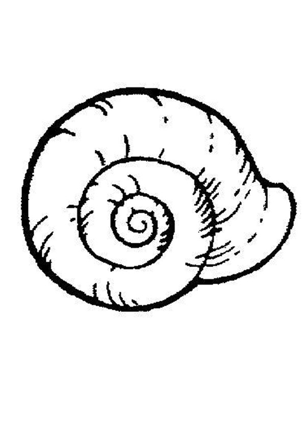 600x849 Shell Coloring Pages, Drawing For Kids, Reading Amp Learning