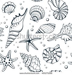 236x246 How To Draw Conch Shell Vector Download Sea Shell Collection