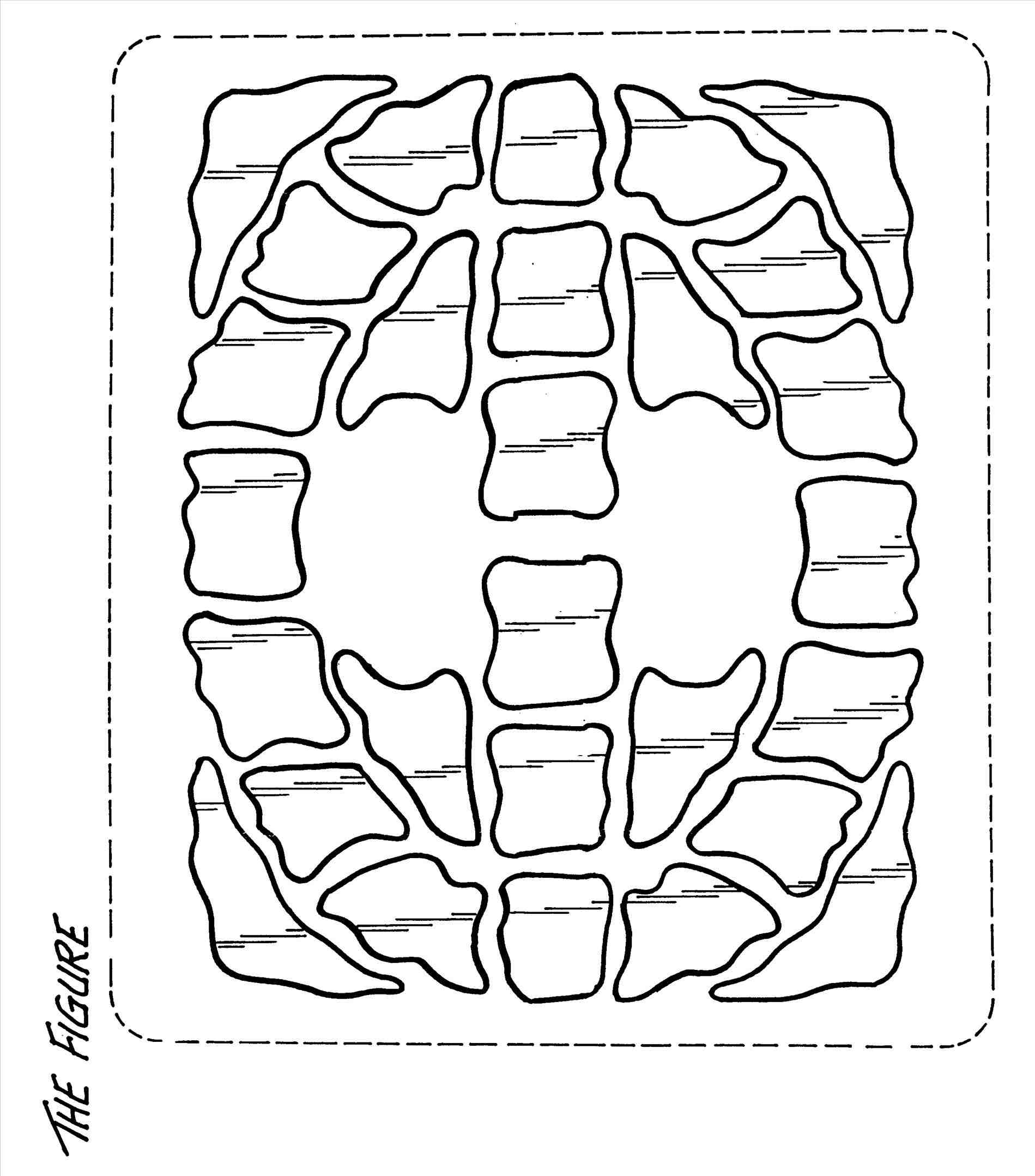 1899x2157 Box Turtle Shell Drawing