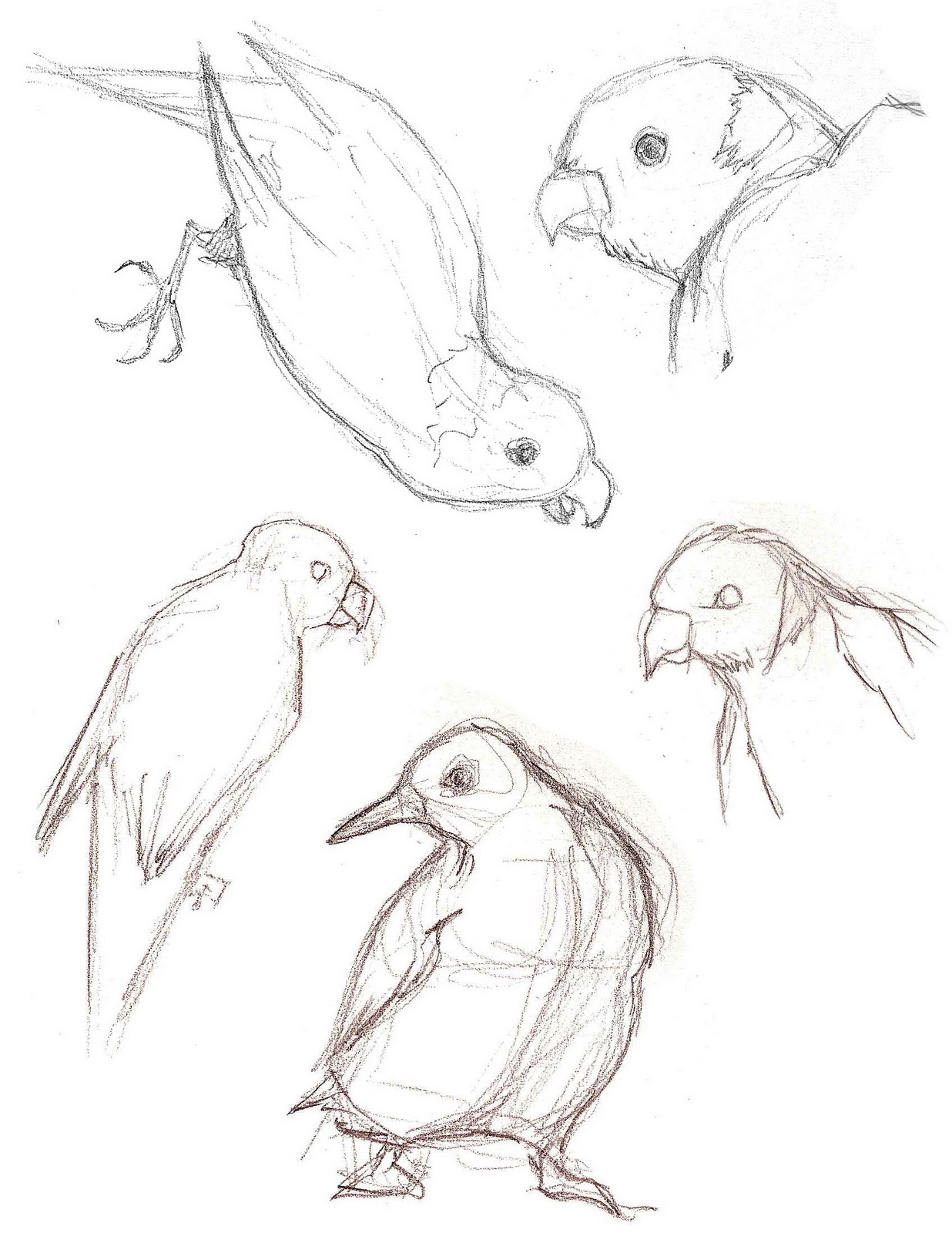 1236x1600 Monamation Aquarium Sketches