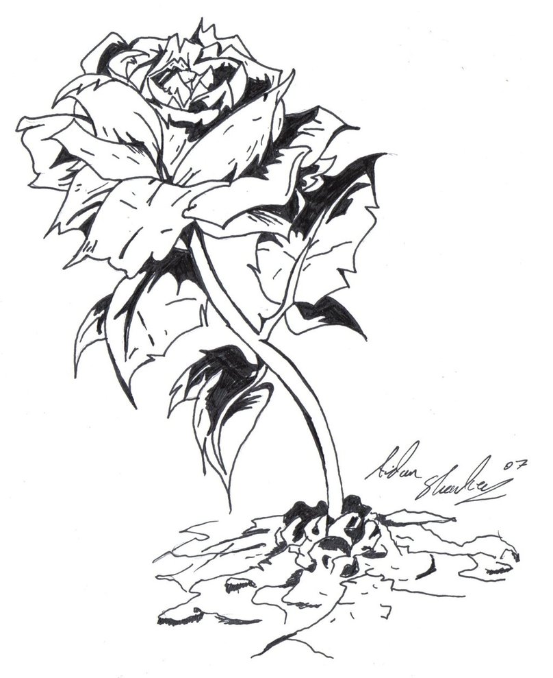 808x989 Rose That Grew From Concrete By Aidan8500