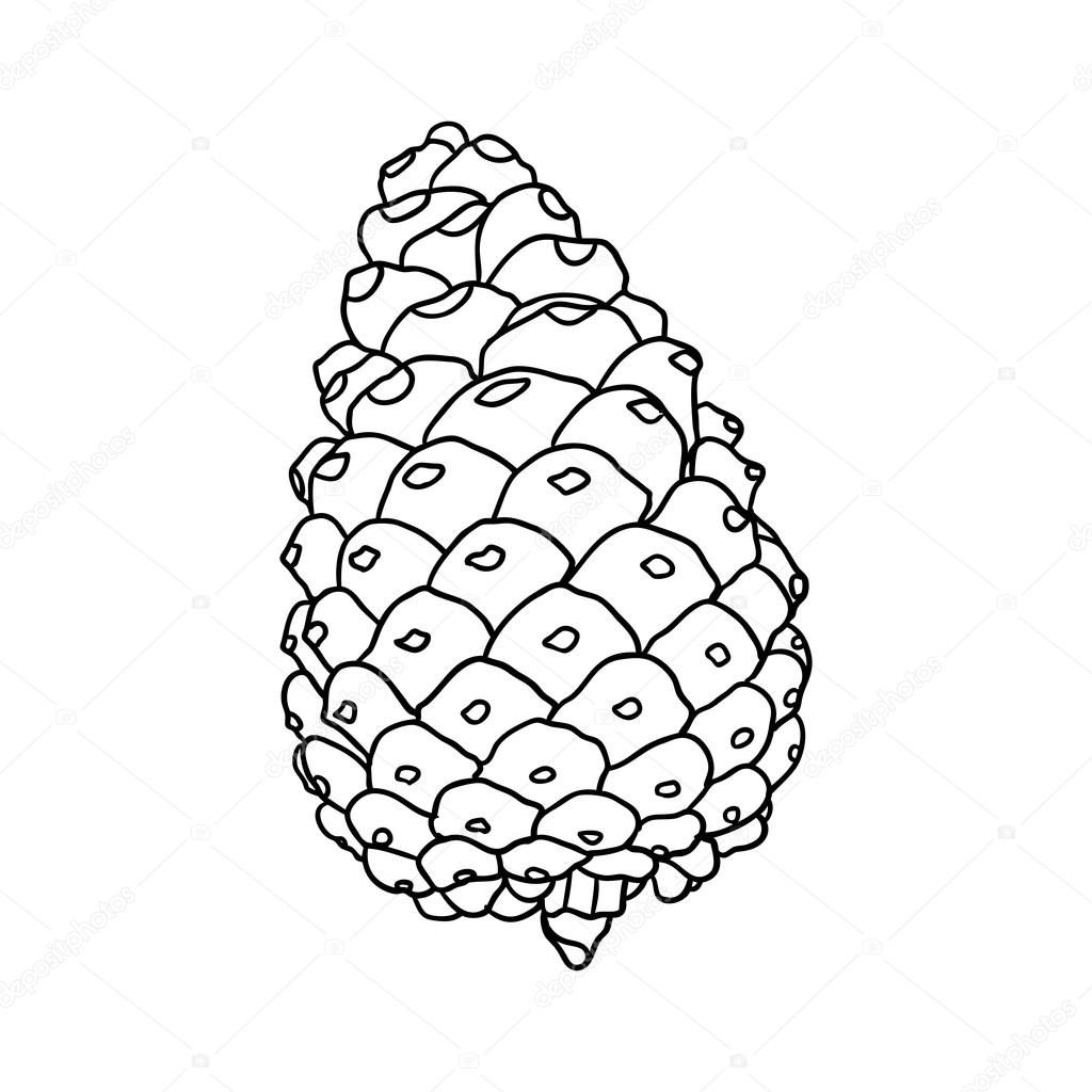1024x1024 Hand Drawn Pine Cone Sketch Stock Vector Goldenshrimp