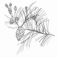 227x222 The Best Pine Cone Drawing Ideas On Pinecone