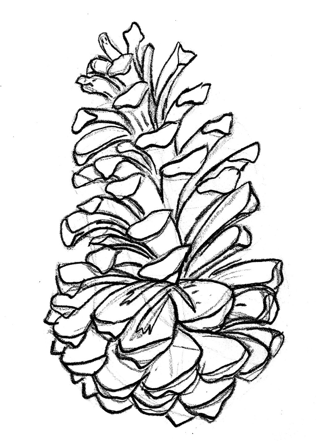 1024x1428 Pine Cone Drawing