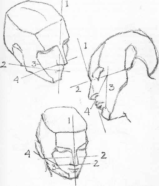 509x596 Construction Of The Head