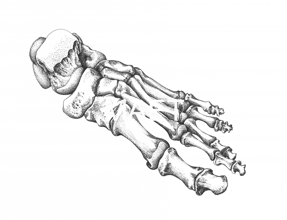 1200x918 Course Information Medical Artists' Education Trust