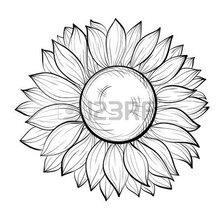 450x450 Drawn Sunflower Contour Drawing