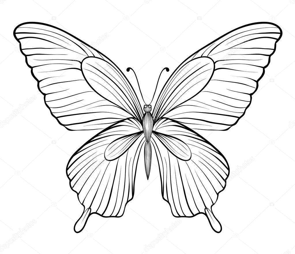 1023x881 Graphic Black White Butterfly. Hand Drawn Contour Lines
