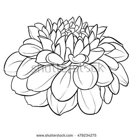 450x470 Drawn Elower Dahlia