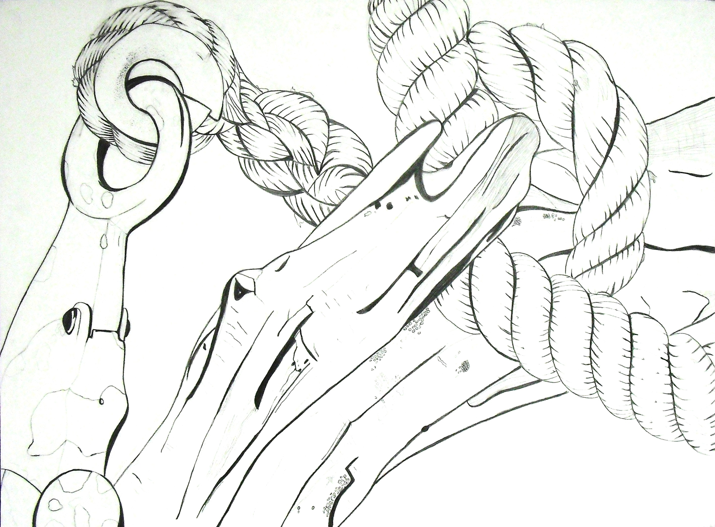 2838x2092 Drawn Still Life Contour Line