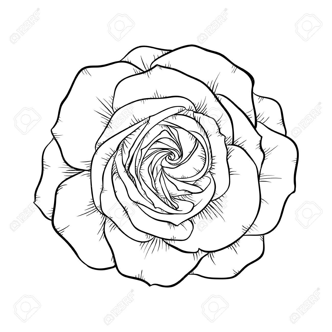 1300x1300 Beautiful Monochrome Black And White Rose Isolated On White