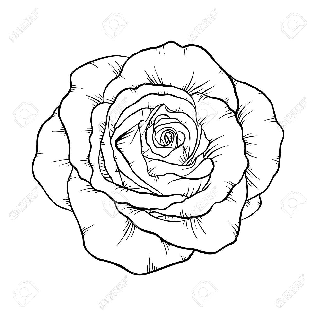 1300x1300 Beautiful Monochrome Black And White Rose Isolated On White