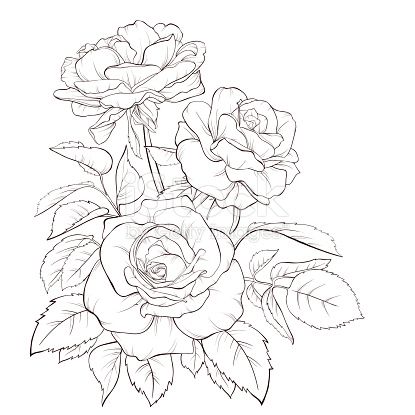 415x415 Fancy Hand Drawn Rose Pictures