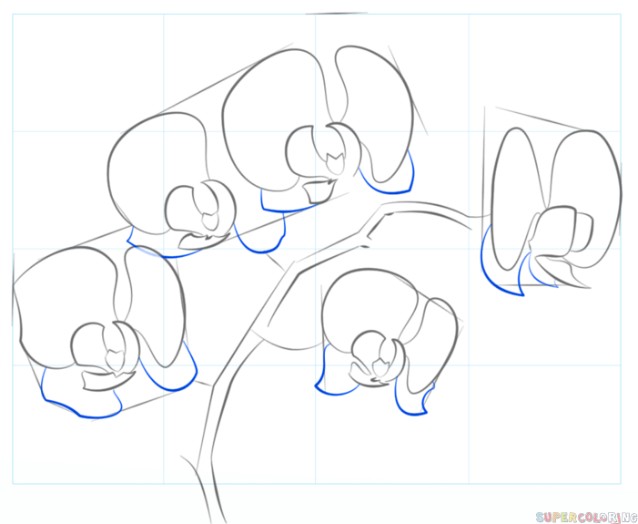 701x575 How To Draw An Orchid Step By Step Drawing Tutorials