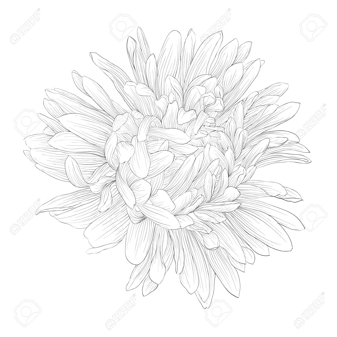 1300x1300 Beautiful Monochrome, Black And White Aster Flower Isolated