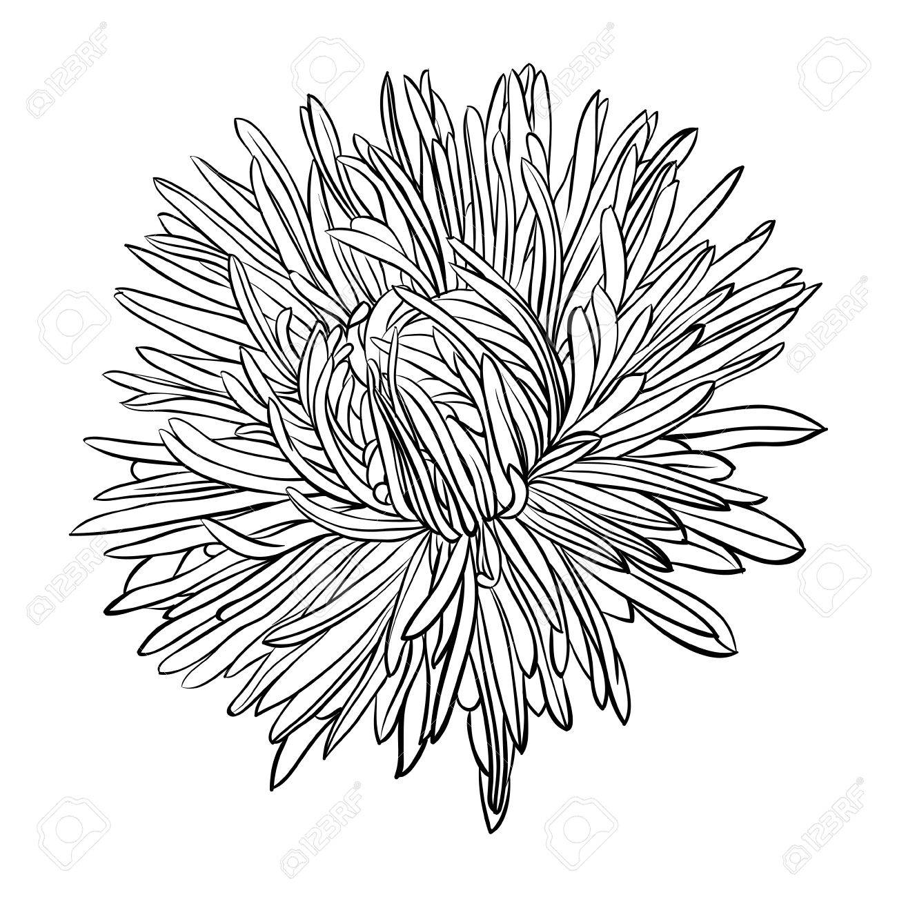 1300x1300 Beautiful Monochrome, Black And White Aster Flower Isolated. Hand