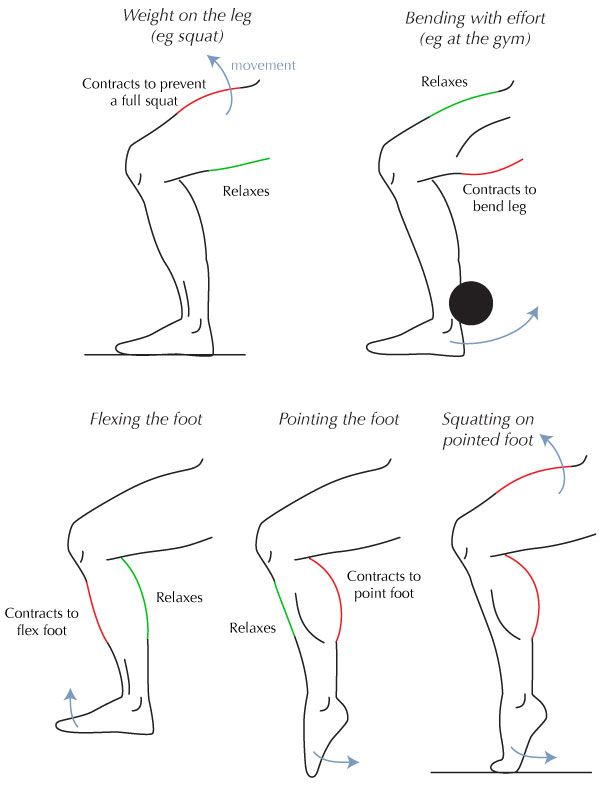 599x792 How Do Muscles Contract And Expand