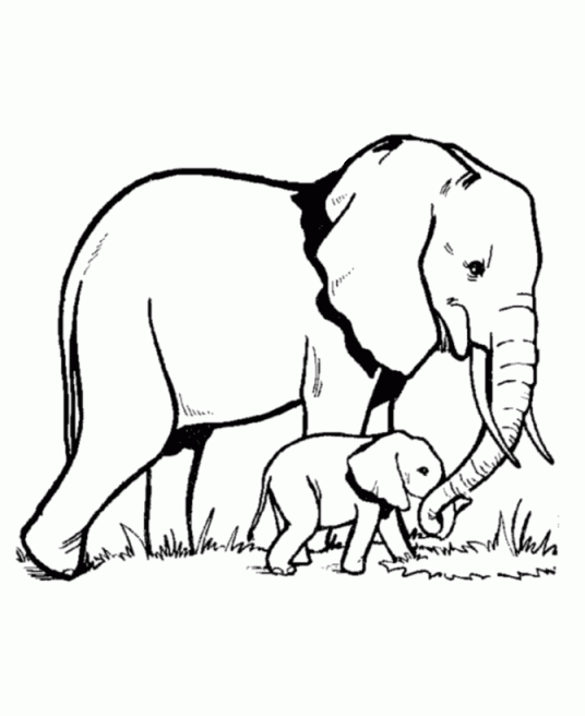 536x656 Cool Elephant Image For Colouring